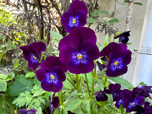 Viola 'Admire F1 Deep Purple Face' - fjóla