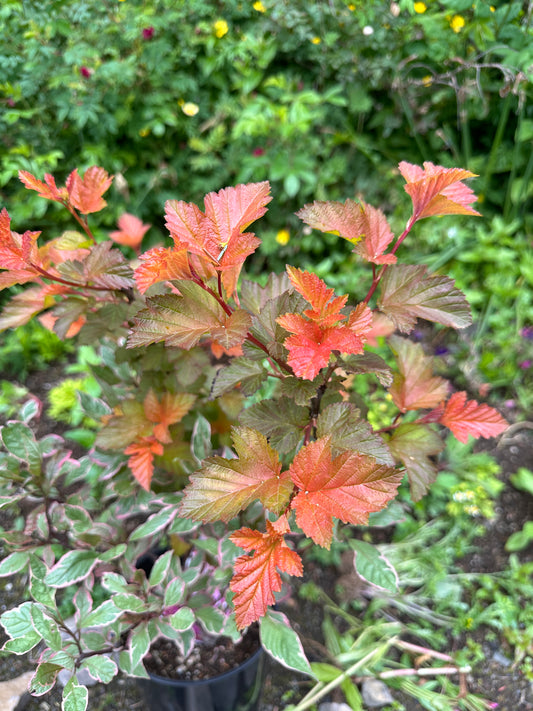 Physocarpus opulifolius 'Magic Ball' - garðakvistill