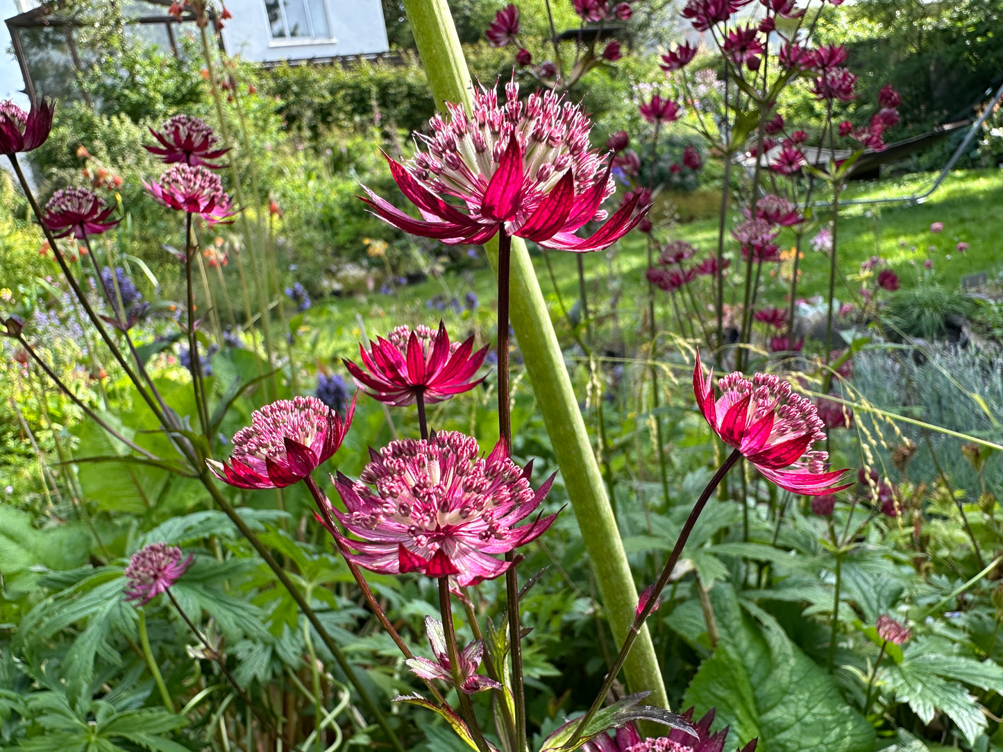 Astrantia major 'Star of Love' - sveipstjarna