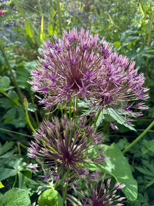 Allium 'Purple Rain' - skrautlaukur