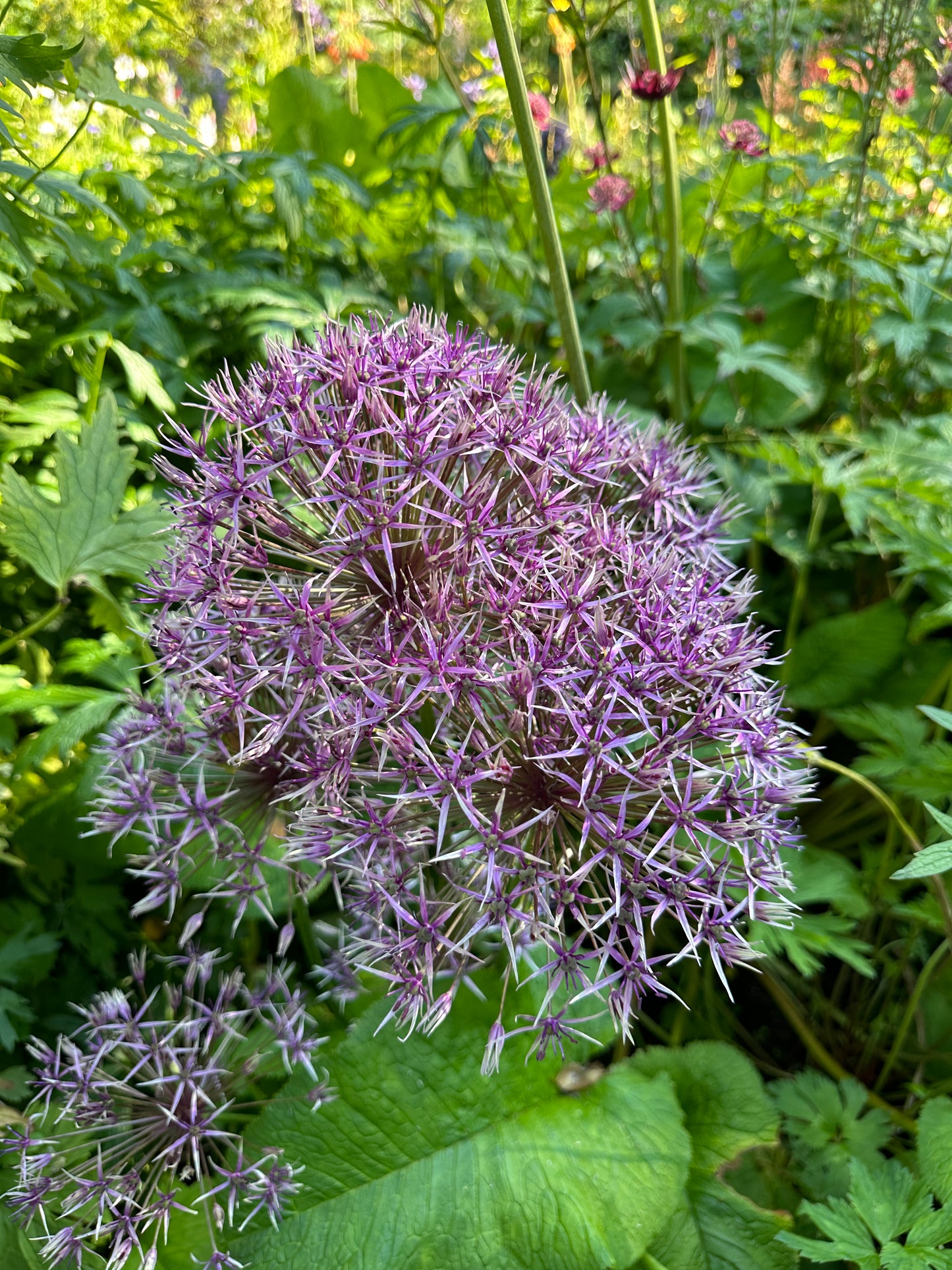 Allium 'Purple Rain' - skrautlaukur