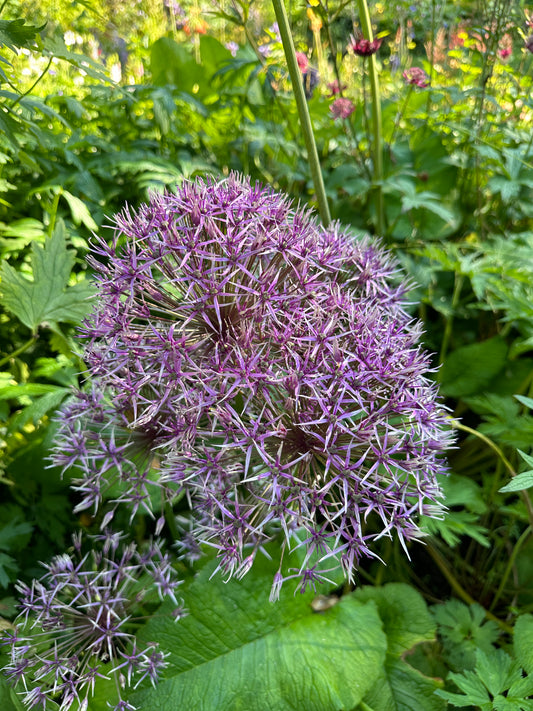 Allium 'Purple Rain' - skrautlaukur