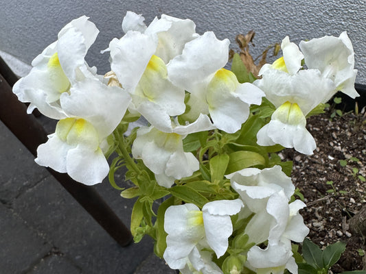 Antirrhinum 'Snapshot F1 White' - ljónsmunnur