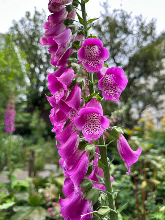 Digitalis purpurea - fingurbjargarblóm