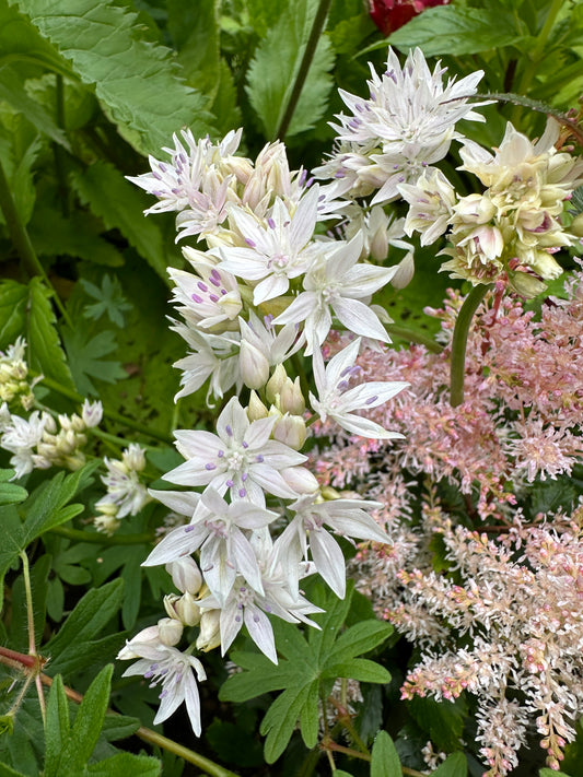Allium amplectens 'Graceful Beauty' - sveiglaukur