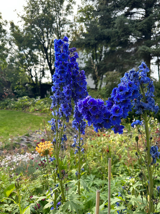 Delphinium 'Blue Bird' - riddaraspori