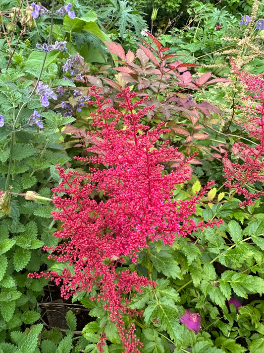 Astilbe 'Fireberry' - musterisblóm