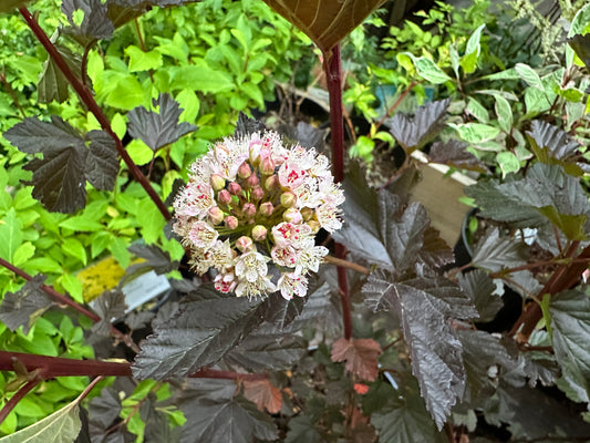 Physocarpus opulifolius 'Red Baron' - garðakvistill