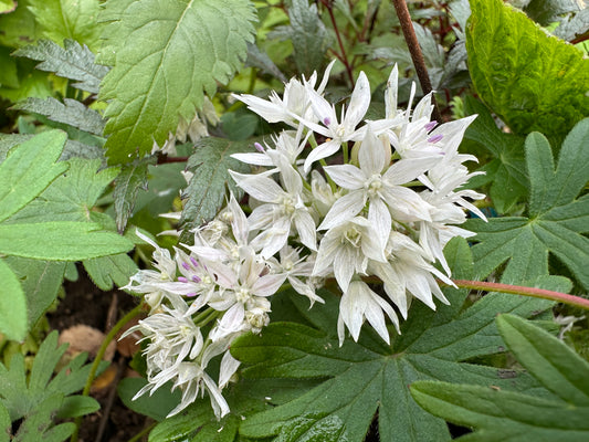 Allium amplectens 'Graceful Beauty' - sveiglaukur
