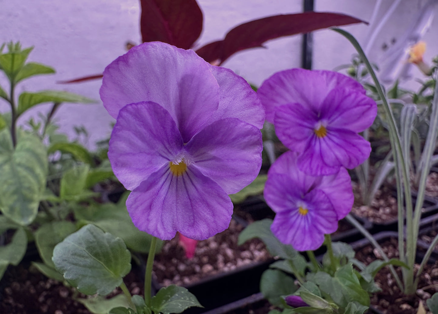 Viola 'F1 Sorbet Lavender Pink' - fjóla