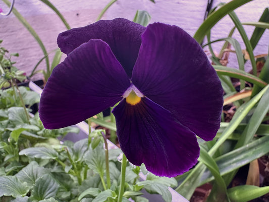 Viola 'Matrix Purple' - stjúpa