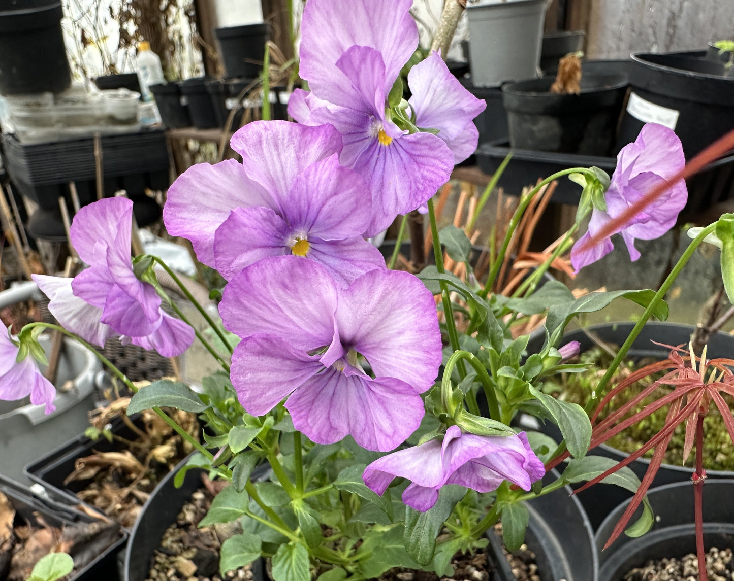 Viola 'F1 Sorbet Lavender Pink' - fjóla