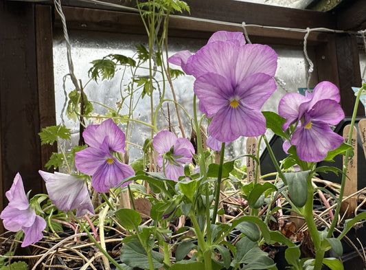 Viola 'F1 Sorbet Lavender Pink' - fjóla