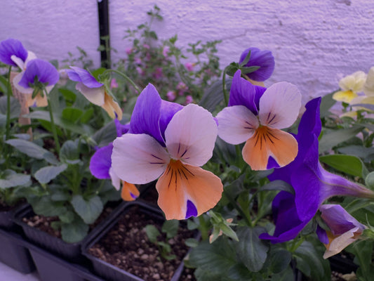 Viola 'Callisto F1 Peach Duet' - fjóla