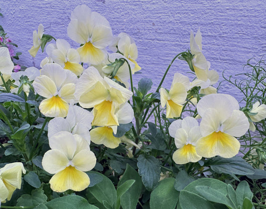 Viola F1 'Sorbet Lemon Chiffon' - fjóla