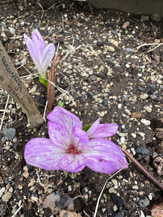 Colchicum byzantinum - serkjahaustlilja