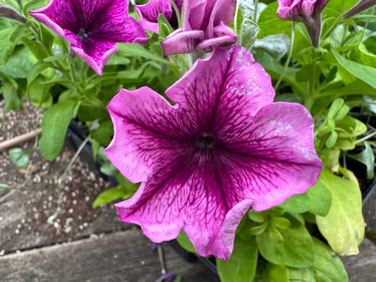 Petunia 'Mambo Orchid Vein' - tóbakshorn