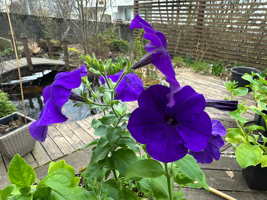 Petunia F1 'Success Blue' - tóbakshorn
