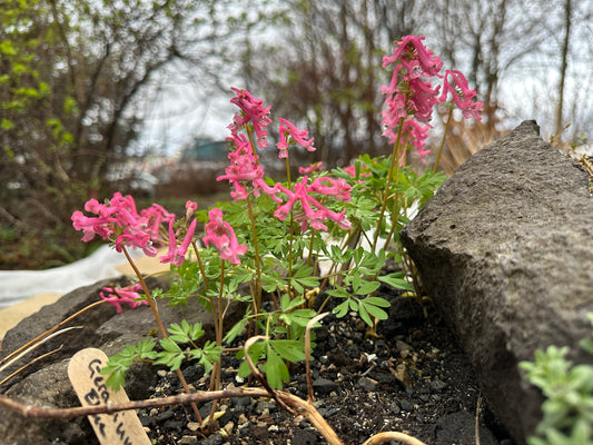 Corydalis solida 'Beth Evans' - fuglafit