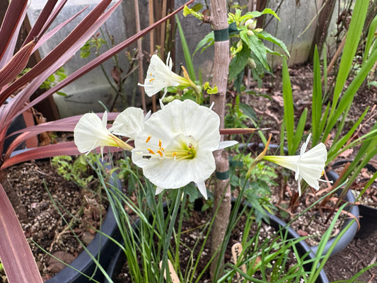 Narcissus bulbocodium 'Spoirot' - pilsalilja