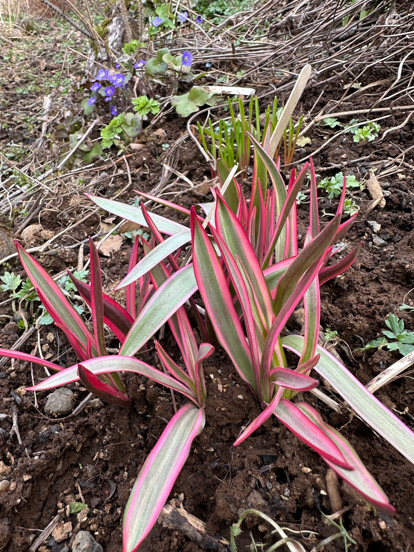 Tulipa tarda 'Interaction' - sveiptúlipani