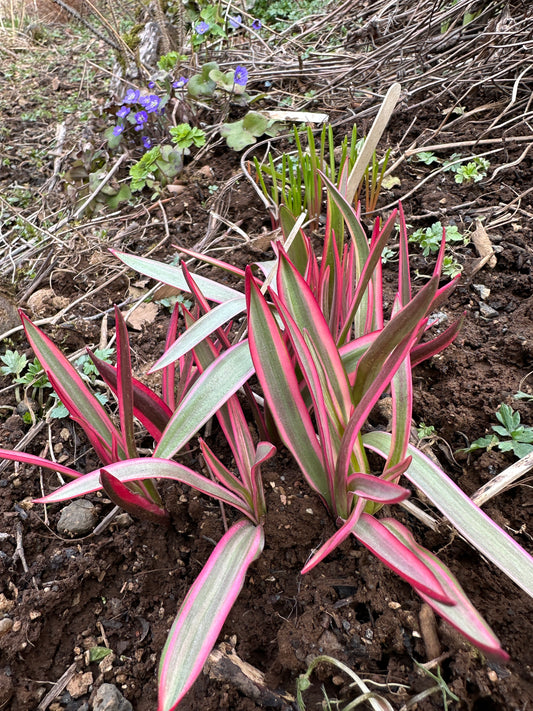 Tulipa tarda 'Interaction' - sveiptúlipani
