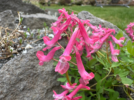 Corydalis solida 'Beth Evans' - fuglafit