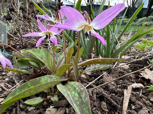 Erythronium dens-canis - hundaskógarlilja