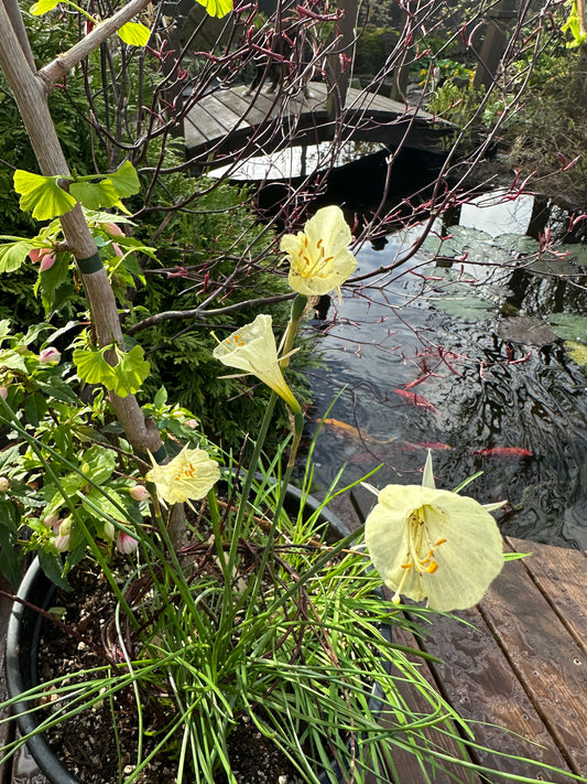 Narcissus bulbocodium 'Spoirot' - pilsalilja