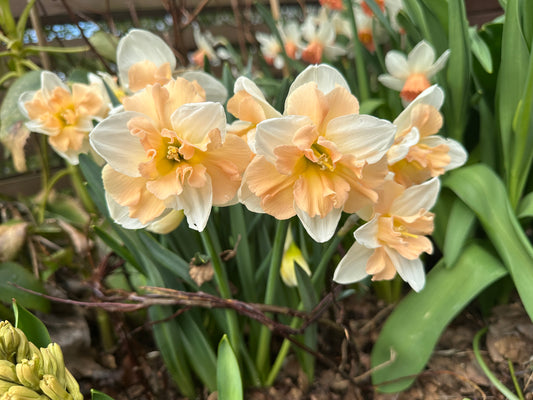 Narcissus 'Apple Pie' - hátíðalilja