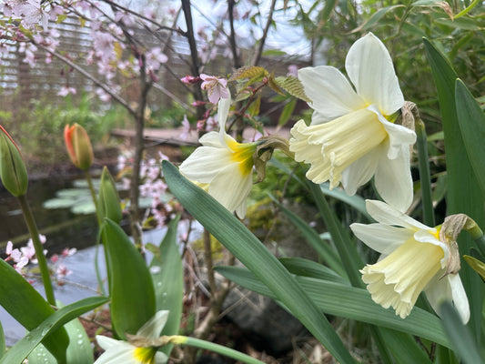 Narcissus 'Mount Hood' - hátíðalilja
