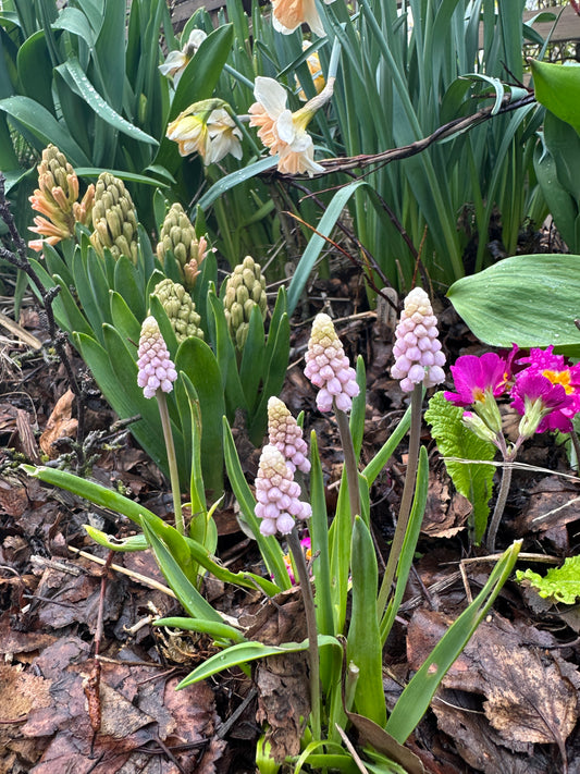 Muscari 'Pink Sunrise' - perlulilja