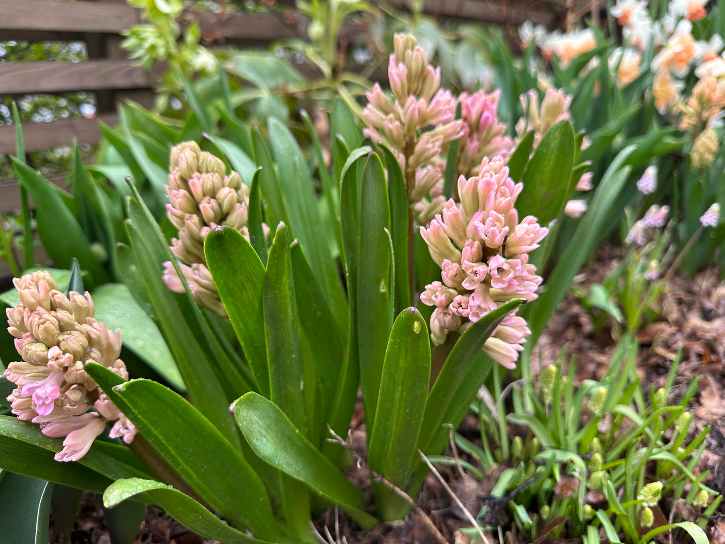 Hyacinthus 'Fondant' - goðalilja