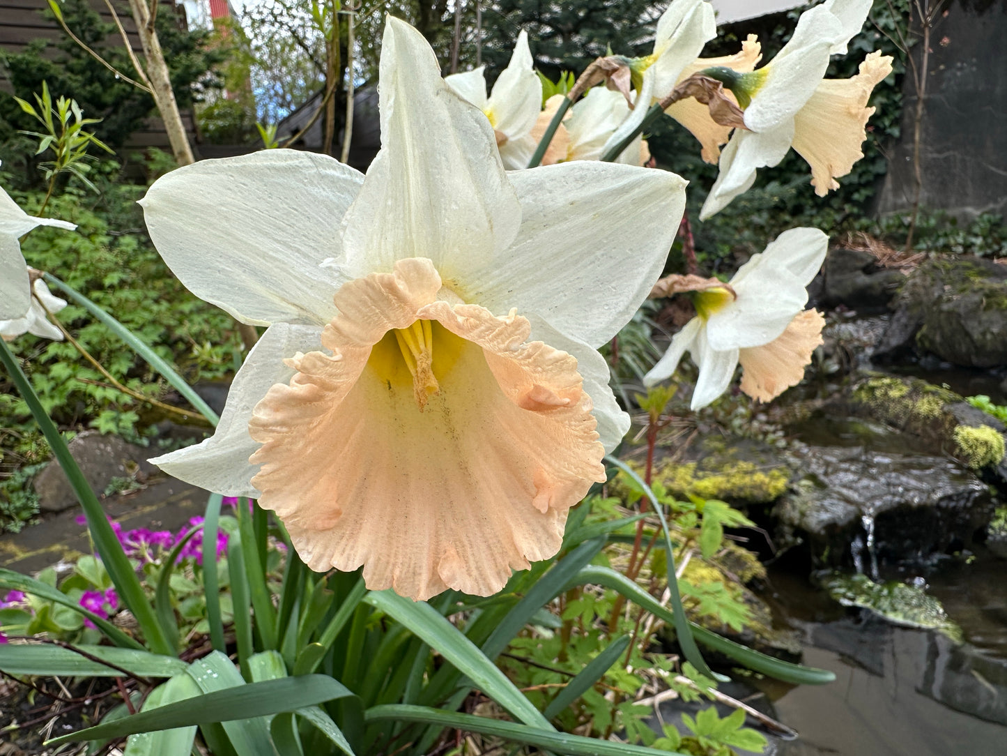 Narcissus 'British Gamble' - hátíðalilja