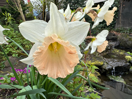 Narcissus 'British Gamble' - hátíðalilja