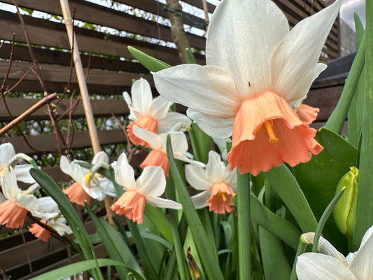 Narcissus cyclamineus 'Iwona' - febrúarlilja
