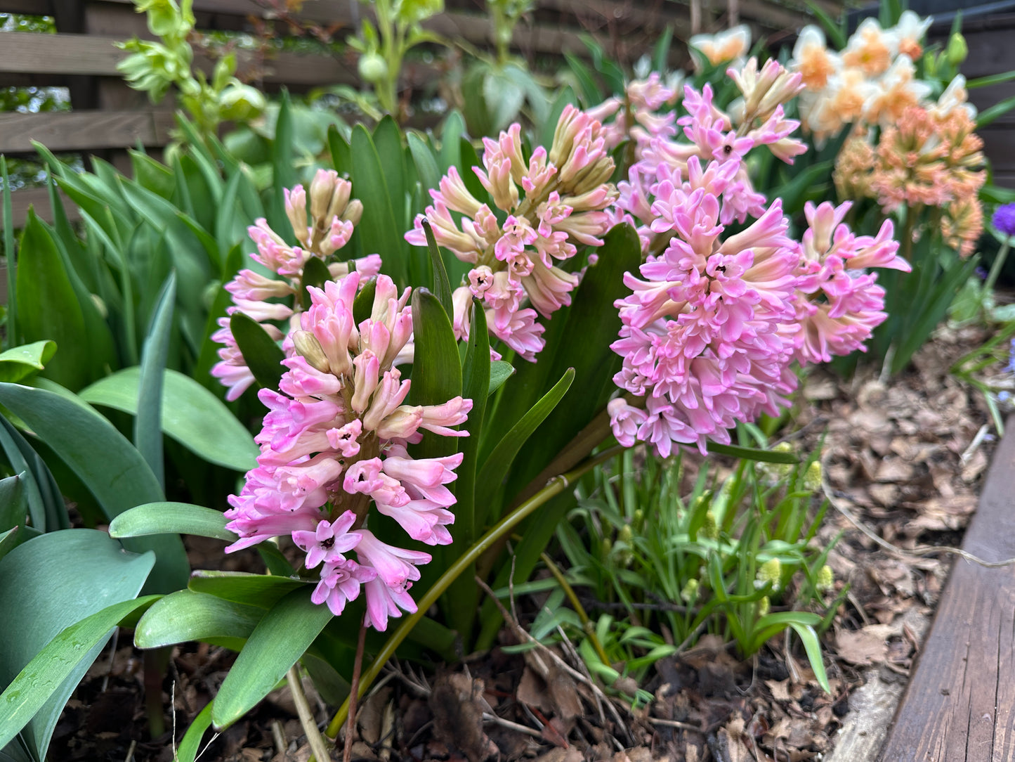 Hyacinthus 'Fondant' - goðalilja