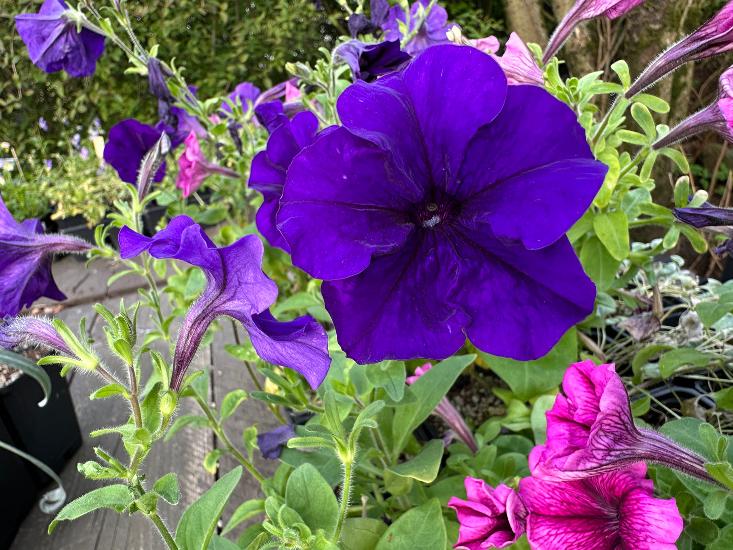 Petunia F1 'Success Blue' - tóbakshorn
