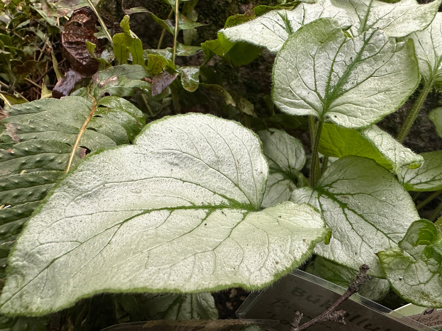 Brunnera macrophylla 'Looking Glass' - búkollublóm