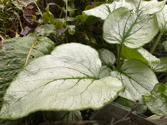 Brunnera macrophylla 'Looking Glass' - búkollublóm