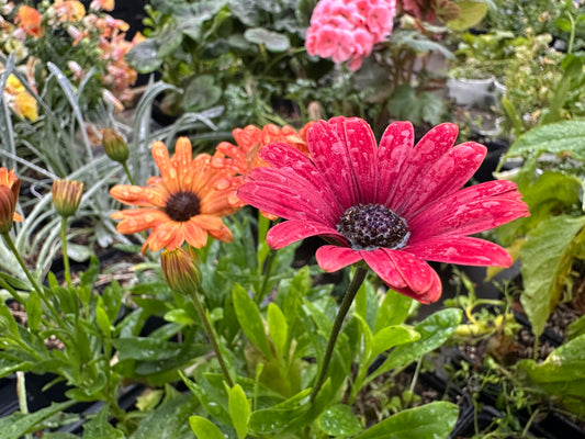 Osteospermum 'Akila® Sunset Shades' - sólboði