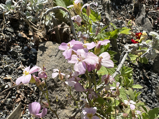 Arabis caucasica 'La Fraîcheur' - roðaskriðnablóm