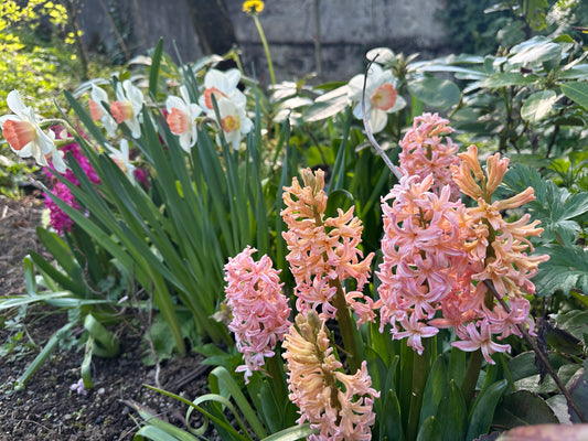 Hyacinthus 'Gipsy Queen' - goðalilja