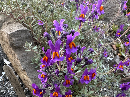 Linaria alpina - álfamunnur
