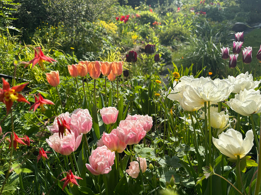 Tulipa 'Dreamer' - túlipani