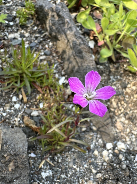 Dianthus nitidus - gljádrottning