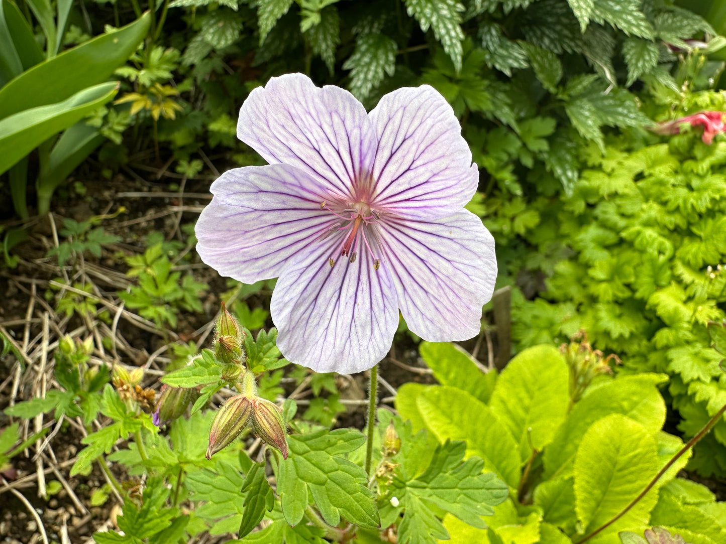 Geranium himalayense 'Derrick Cook' - fagurblágresi