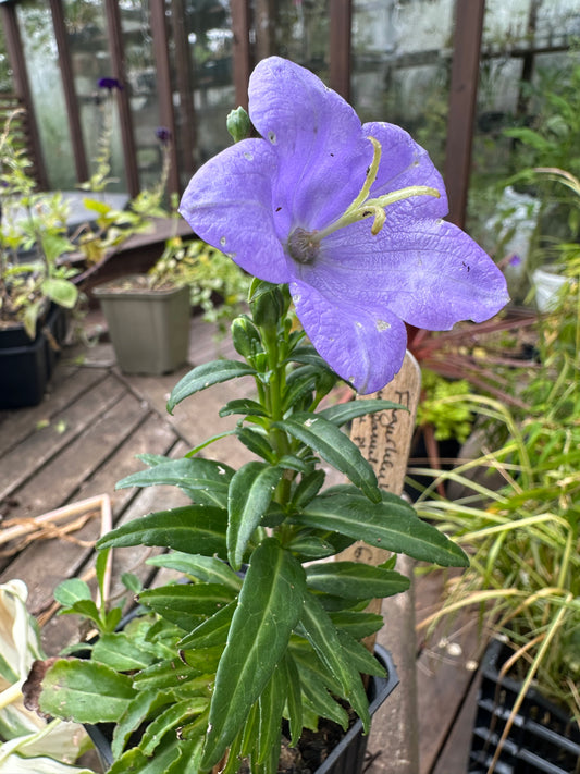 Campanula persicifolia var. planiflora - fagurklukka
