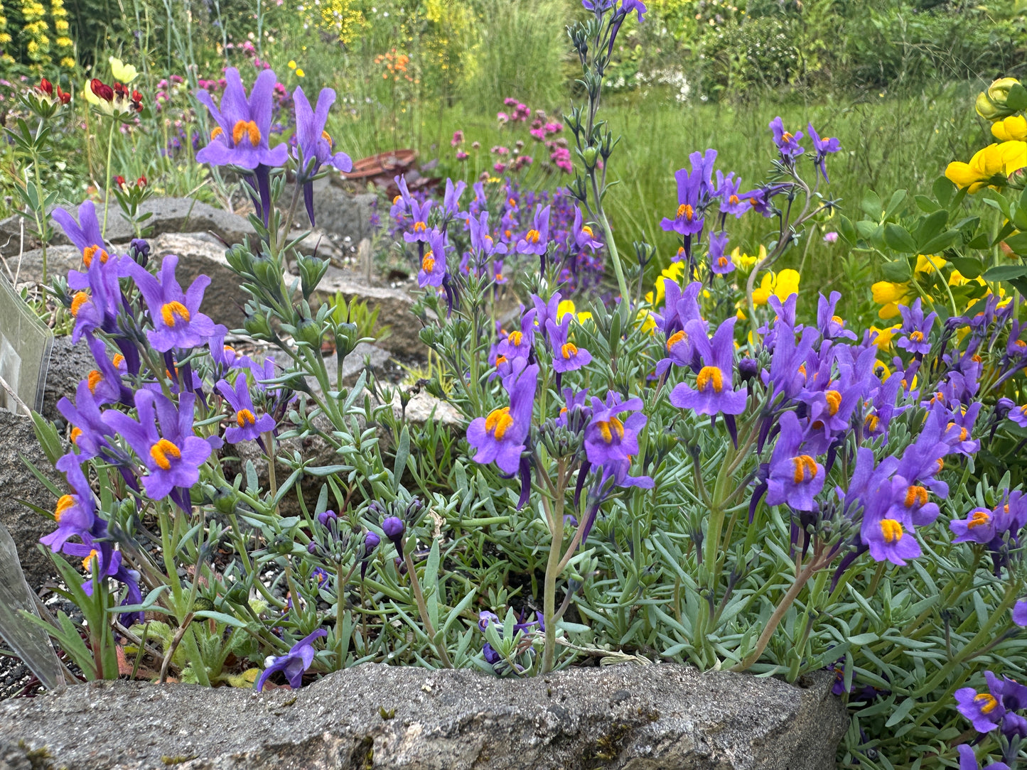 Linaria alpina - álfamunnur