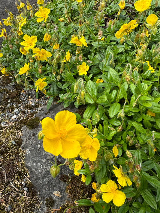 Helianthemum nummularium ssp. grandiflorum - sólauga